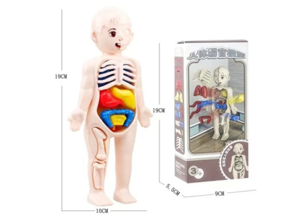 Kids Bxd Body Parts Manikin – Educational Toy for Anatomy Learning & I