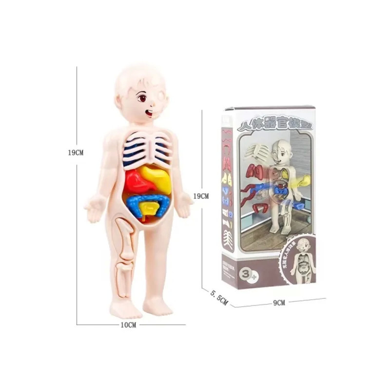 Kids Bxd Body Parts Manikin – Educational Toy for Anatomy Learning & I Kids Bxd Body Parts Manikin – Educational Toy for Anatomy Learning & I